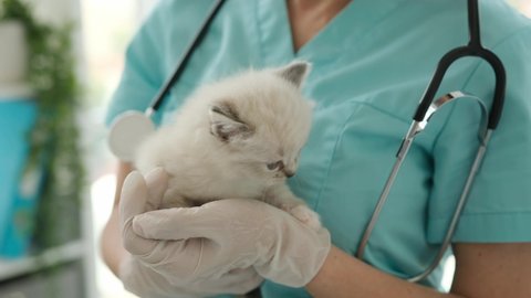 Ragdoll kitten sitting on hands of veterinarian doctor in the vet clinic and meows. Specialist holding fluffy purebred kitty cat