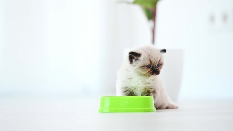 Ragdoll kitten sitting next to green bowl at home after eating. Cute kitty cat pet feeding in room with daylight