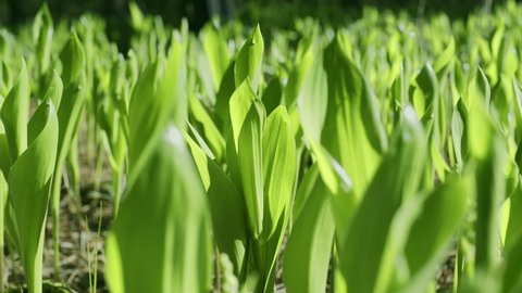 Camera follows slowly along the spring green leaves of wild lilies of the valley in the forest. Macro shooting, presence effect.