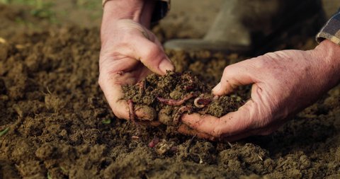Cinematic close up shot of mature farmer hands collecting earthworms from ground to prepare composting for soil with insects humus for seeding and seedlings planting for future harvest on bio farmland