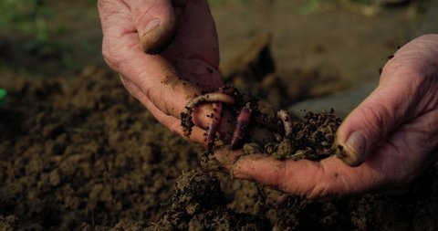 Cinematic macro shot of mature farmer hands collecting earthworms from ground to prepare composting for soil with insects humus for seeding and seedlings planting for future harvest on bio farmland.
