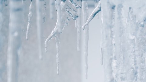 Incredible macro shot of water dripping from end of thawing icicle melting in winter, Looping possible