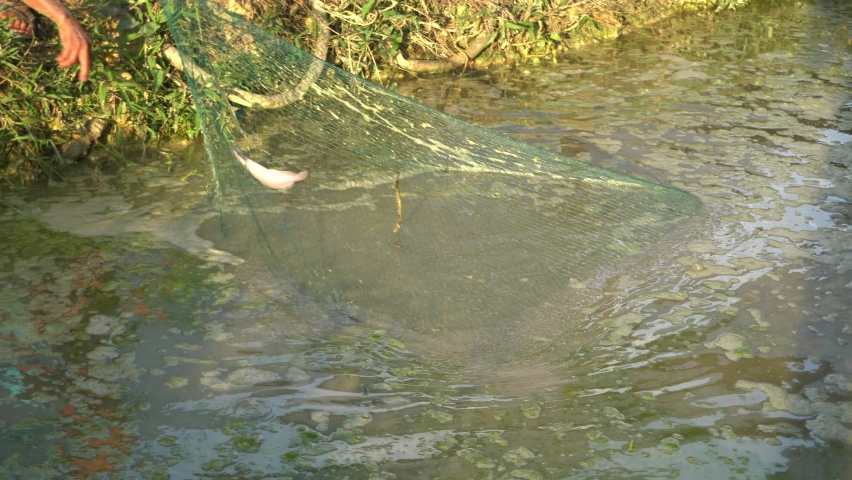 Man using net to catch catfish