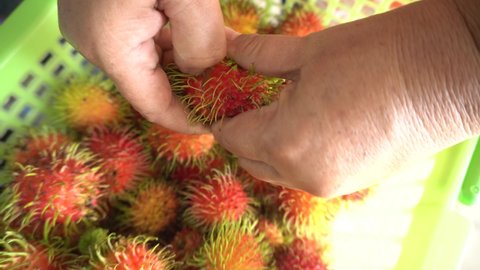 hands peeling red rambutan fruit.