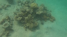 Stock Video Bright coral reef in the Red Sea of ​​Egypt. The video shows soft corals moving underwater in 4K format. Underwater diving during snorkeling and freediving.
