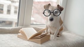 Adorable small dog in glasses reading book sitting on windowsill in cozy house atmosphere. Winter time. Warm weekends with book studding at home. Pet Jack Russell terrier looking at camera. Video 