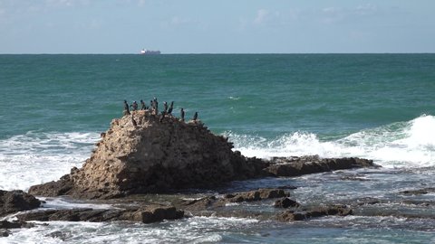 Group of cormorants (gulp) resting on ancient ruin in historic Caesarea city in Israel, contrasting with modern cargo vessel in the background.