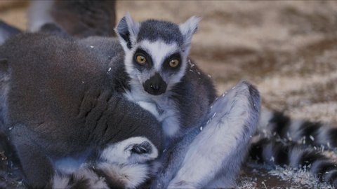 Lemur catta huddle together. A group of Ring-tailed lemurs cleans its fur.