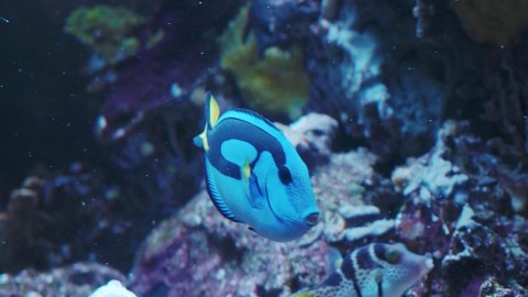 Pacific blue tang fish or Palette surgeonfish, (Paracanthurus hepatus), Family Acanthuridae. A popular fish in marine aquariam.