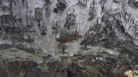 Stone fly (Plecoptera) imago in the Altai mountains. The period of mass swarming and mating of insects