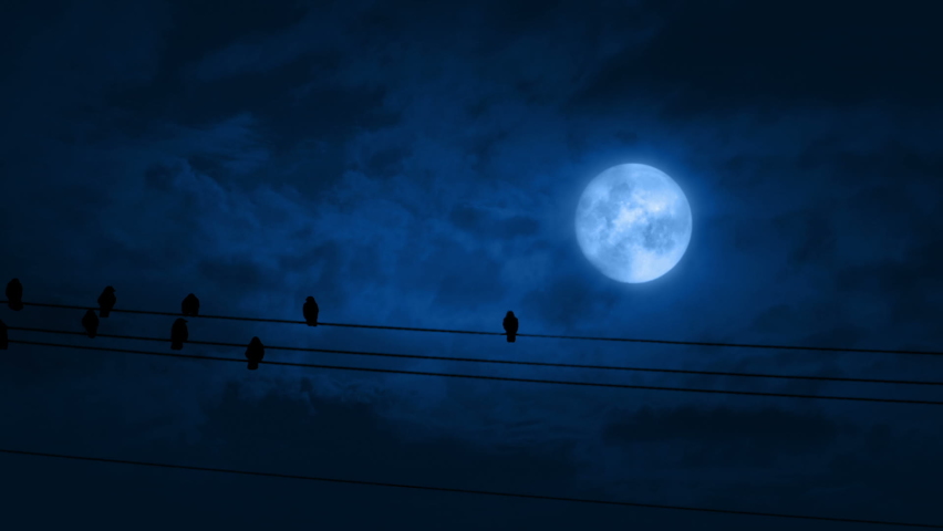 Bird Lands On Wire With Other Birds Perched At Night