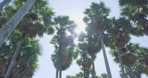 Coconut palm trees bottom view sun shining through branches sunny Australia. Gimbal camera shot tilt up slow walking movement Germany. Camera Looking up coconut trees POV Passing under sunlight Miami 