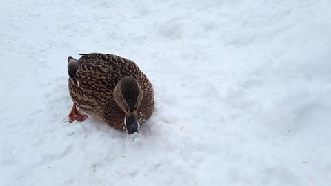 duck walking in the snow