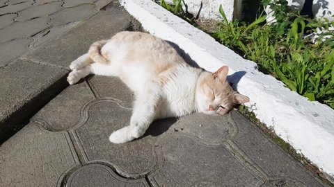 4k, video, A white-red cat sleeping in the rays of sunlight and sipping paws, a carefree and homeless cat outdoors in the park, in summer