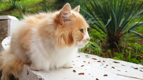 4k, Fluffy cute white-red cat calmly sits on the garden wall, outdoors, the wind ruffles the wool and mustache