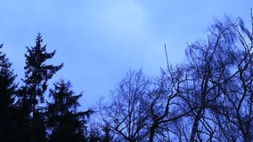 Dark blue sky and silhouette trees video 4K