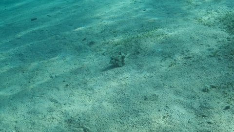 Close-up of Boxfish looking for food on the sandy bottom. Thornback Boxfish or Camel Cowfish (Tetrosomus gibbosus), 4K-60fps