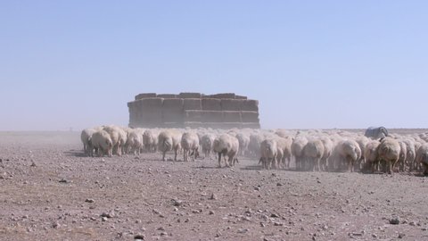 Herds of sheep graze in arid areas. 8