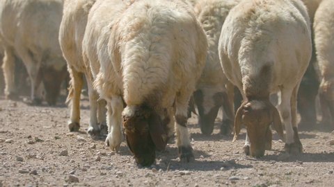 Herds of sheep graze in arid areas. 24