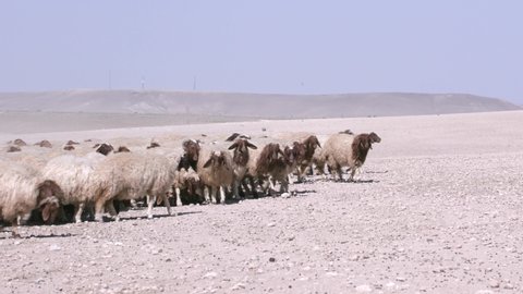 Herds of sheep graze in arid areas. 25