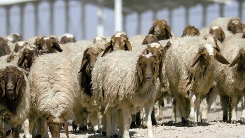 Herds of sheep graze in arid areas. 23