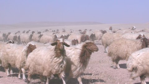 Herds of sheep graze in arid areas. 20