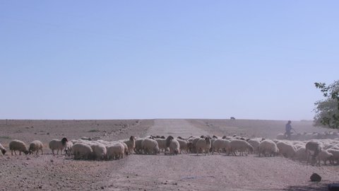 Herds of sheep graze in arid areas. 16