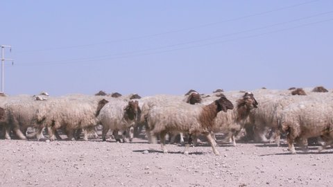 Herds of sheep graze in arid areas. 17