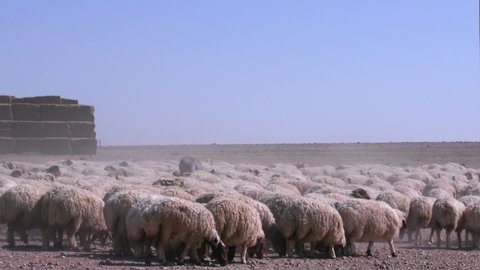 Herds of sheep graze in arid areas. 15