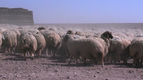 Herds of sheep graze in arid areas. 18