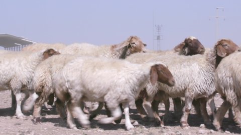 Herds of sheep graze in arid areas. 22