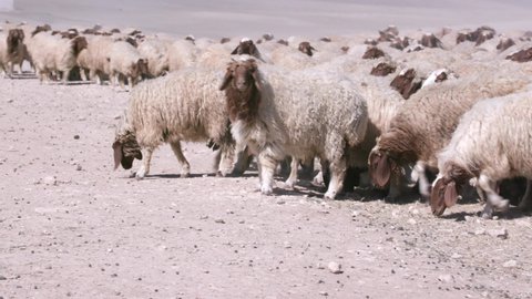 Herds of sheep graze in arid areas. 7