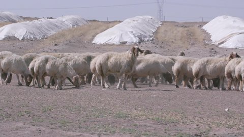 Herds of sheep graze in arid areas. 10