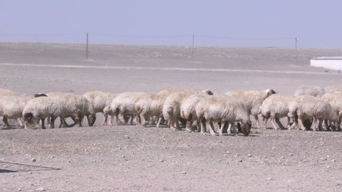 Herds of sheep graze in arid areas. 9