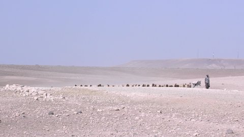 Herds of sheep graze in arid areas. 6
