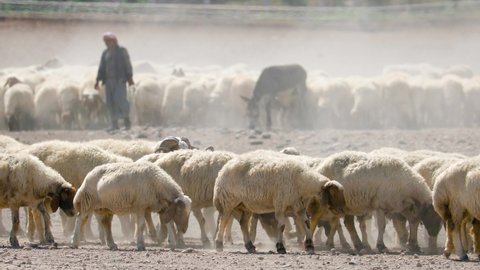 Herds of sheep graze in arid areas. 3