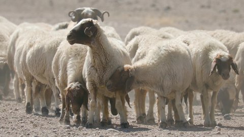 Herds of sheep graze in arid areas. 4