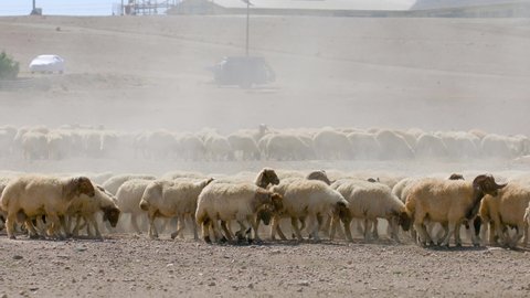 Herds of sheep graze in arid areas. 5