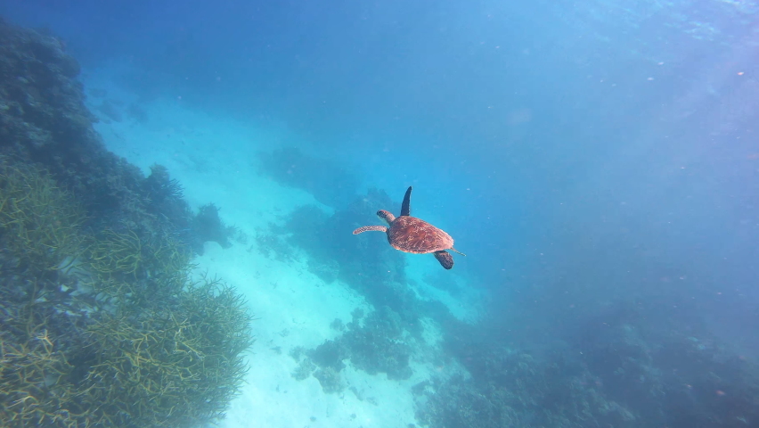 Sea Turtle swims in Australia Great Barrier Reef in blue ocean water | Shutterstock HD Video #1085699900