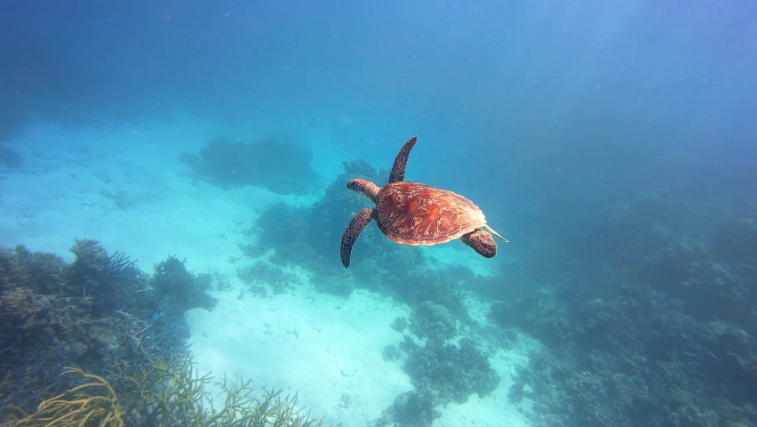 Sea Turtle swims in Australia Great Barrier Reef in blue ocean water Royalty-Free Stock Footage #1085699900