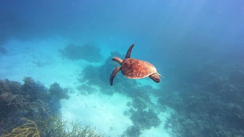 Sea Turtle swims in Australia Great Barrier Reef in blue ocean water