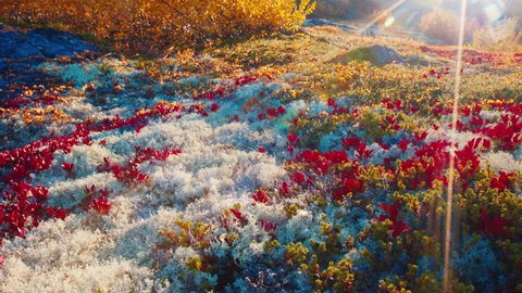 Tundra at autumn. Colourful arctic tundra near the town of Teriberka in Russia