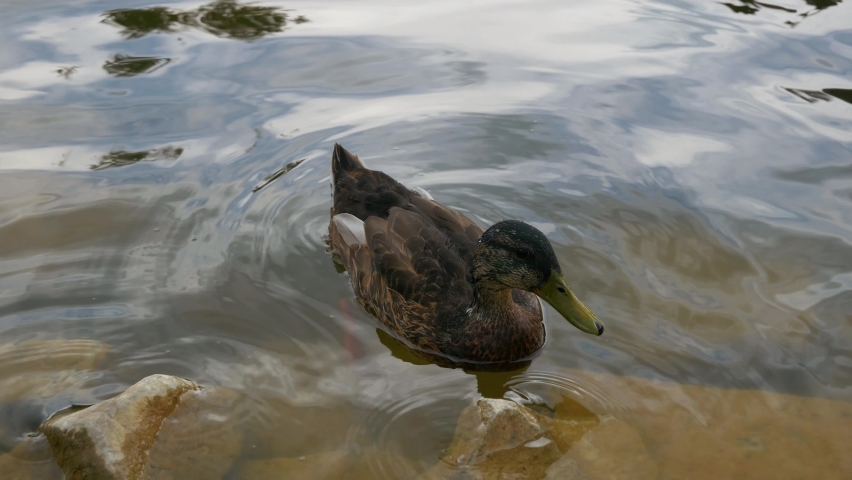 The duck swims in the pond. Beautiful leaves of a water lily on the water. Poland