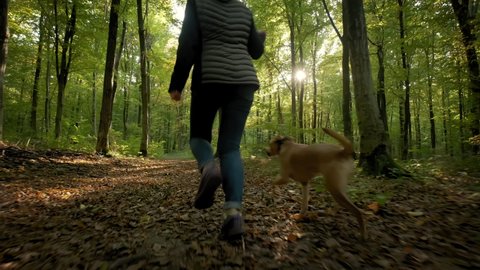 Woman feet walking the dog in the park forest. travel concept. slow motion footage
