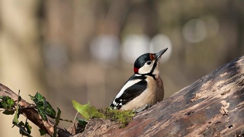 Great spotted woodpecker bird (Dendrocopos major) perched on an old fallen tree.