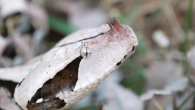 Venomous African Gaboon Viper Flicking Tongue in Slow Motion