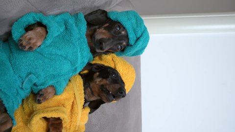 Two clean dachshund dog puppy in bathrobe and with towel wrapped around their head after shower sit on sofa, relax in spa weekend. vertical video.