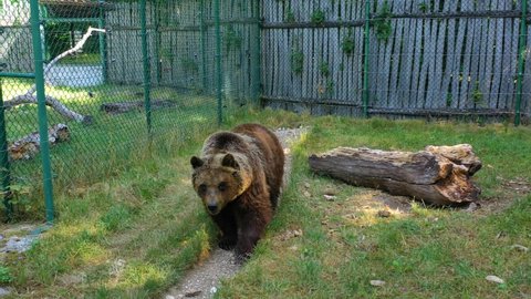 Aerial view of brown bear inside a cage, sunny day - pan, drone shot - Ursus arctos