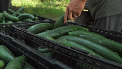 Close-up of hands repositioning freshly harvested cucumbers in plastic crates