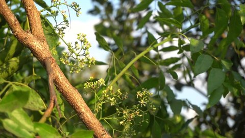 Flower of Siamese neem tree and sunlight.
